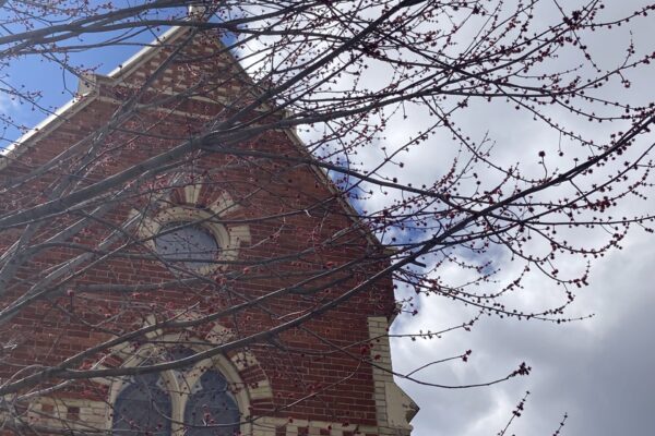 tree budding near church tree budding near church
